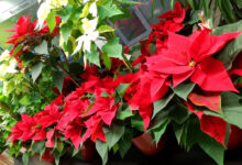 Blumen Kleibner, www.gailtal.portale.news