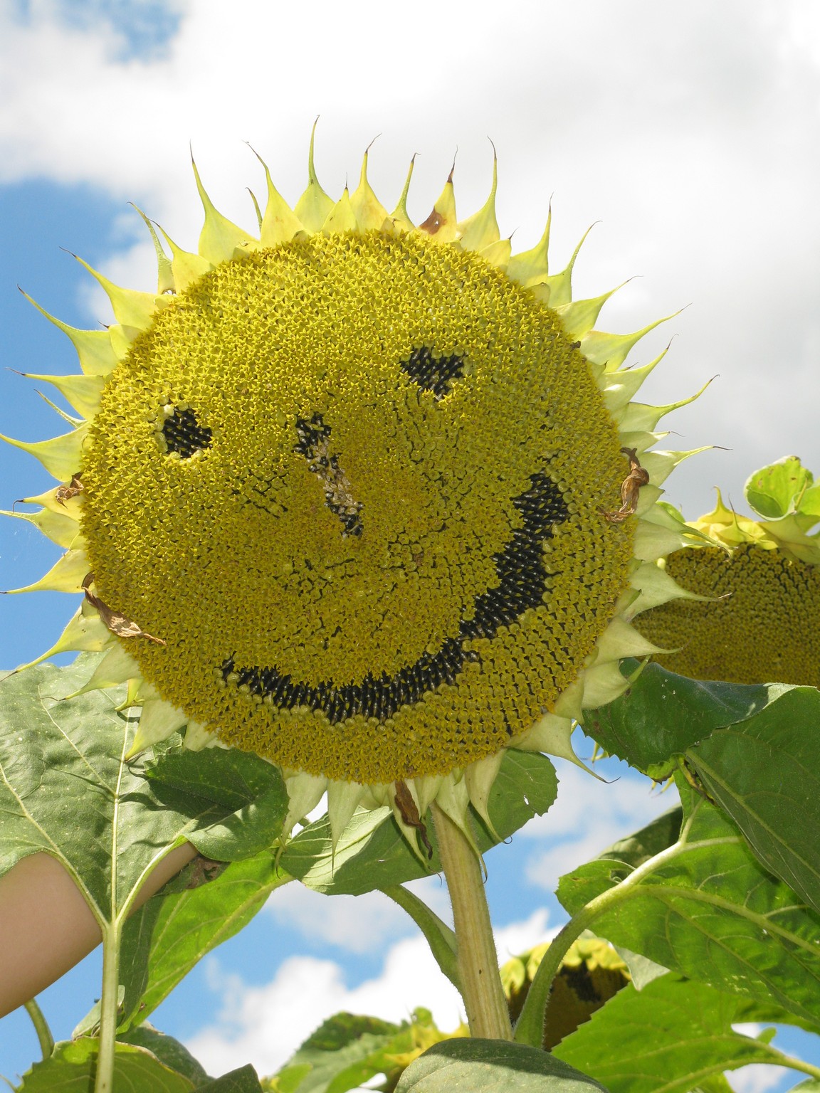 Sonnenblume - Wieser - Gärten mit Esprit ©
