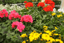 © Adeg – Filippitsch