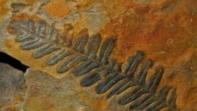 Farnwedel ©Geopark Karnische Alpen