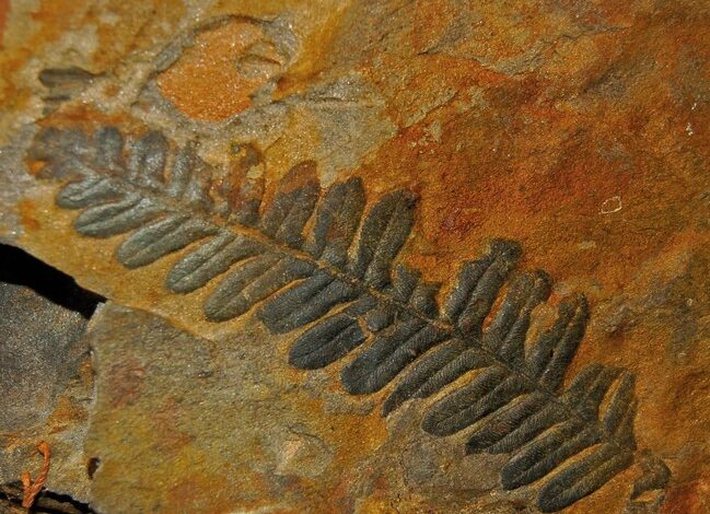 Farnwedel ©Geopark Karnische Alpen