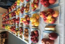 © ApfelsortenausstellungVSKirchbach2