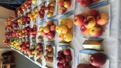 © ApfelsortenausstellungVSKirchbach2