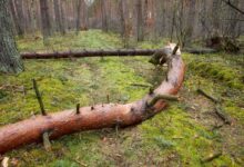 Forstunfall © Envato Elements