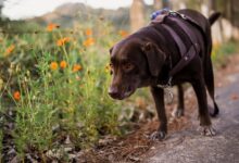 Klärung von Diebstählen