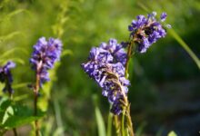 Wulfenia © Ulli Eder