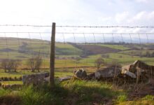 Rettung eines Schafes