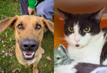 Gauner und Six © TiKo