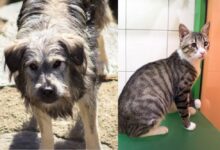 Pauli und Charly © TiKo