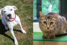 Grazia und Giotto © TiKo