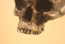 Gletscherleiche identifiziert © Envato Elements