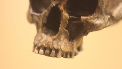 Gletscherleiche identifiziert © Envato Elements