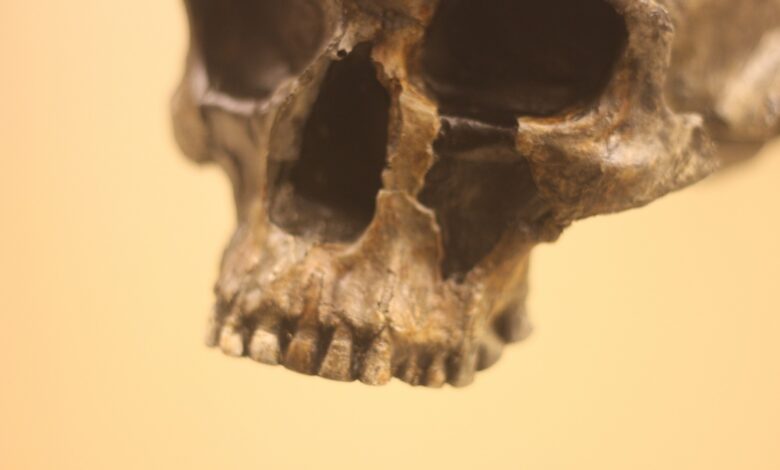 Gletscherleiche identifiziert © Envato Elements