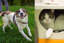 Pablo Picasso und Hope © TiKo