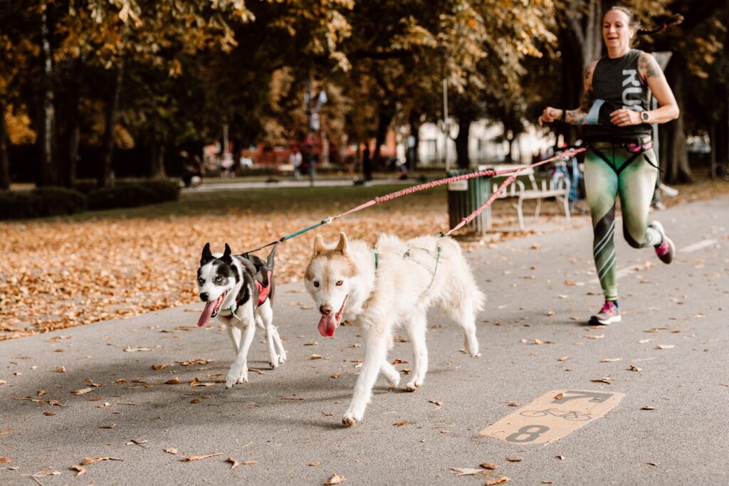 Hunde © Soziale Projekte Steiermark