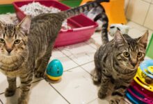 Dallas und Tesla © Miriam Black, TiKo