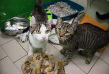 Dakota und Denver © TiKo - Miriam Black