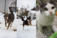 Susi, Coockie und Fizzas © TiKo