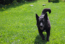 Gina © Nina Zesar, TiKo