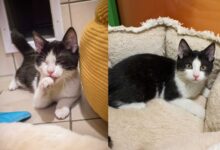 Felix und Shila © Tiko