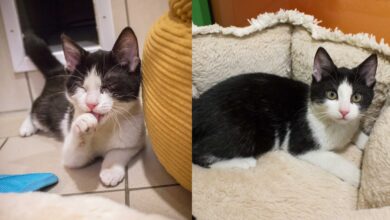 Felix und Shila © Tiko