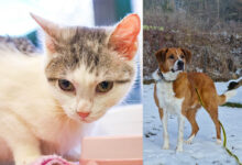 Lady Grey und Joschi © TiKo