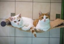 © TiKo_Melanie Olip_K27907_27906_Melchior+Kaspar