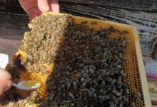 © Kärntner Imkerschule