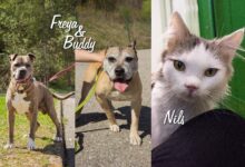 Buddy, Freya und Nils © TiKo