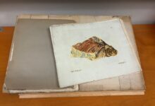 Auch diese Abhandlung von Franz Xaver von Wulfen aus dem Jahr 1793 kann man kaufen. © KLA/Judith Tarmann