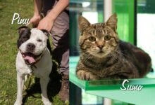 Pinu und Sumo © TiKo, Nina Zesar & Melanie Olip