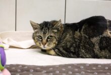 Ginger © TiKo, Melanie Olip