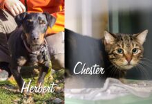 Herbert und Chester © TiKo