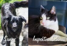 Sunny und Inspektor Schmus © TiKo