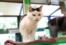 Finni © TiKo, Melanie Olip