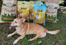 Die Obfrau des Vereins Therapiehunde-Teams Kärnten, Cornelia Lorenz und Manuela Willenberg von „Tierschutz aktiv Kärnten“ bei der Spendenübergabe. ©Therapiehunde-Teams Kärnten