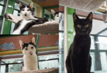 Bärli und Melissa © TiKo