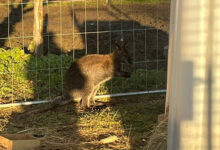 Känguru Mirko © LPD Kärnten