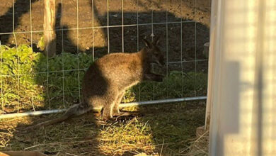 Känguru Mirko © LPD Kärnten