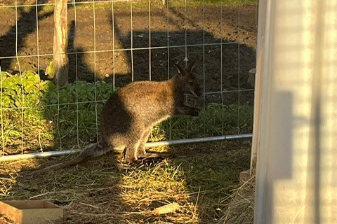 Känguru Mirko © LPD Kärnten