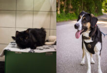 Elton & Milo © TiKo