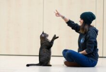 © Pawsitive Pet Training