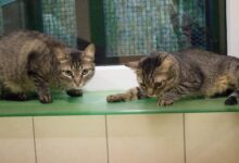 Bonnie und Milo © TiKo