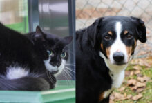 Homer und Lini © TiKo