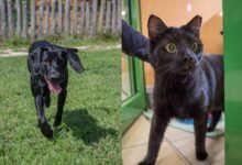 Scooby und Chili © TiKo