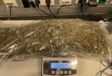 Sichergestelltes Marihuana © LPD Stmk