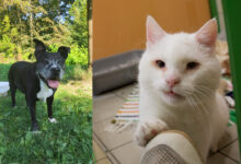 Oma Gurke und Viktor © TiKo