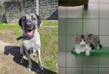 Madox und Mandy © TiKo