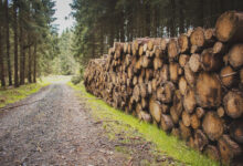 Baumstaemme-Forstunfall-Bericht