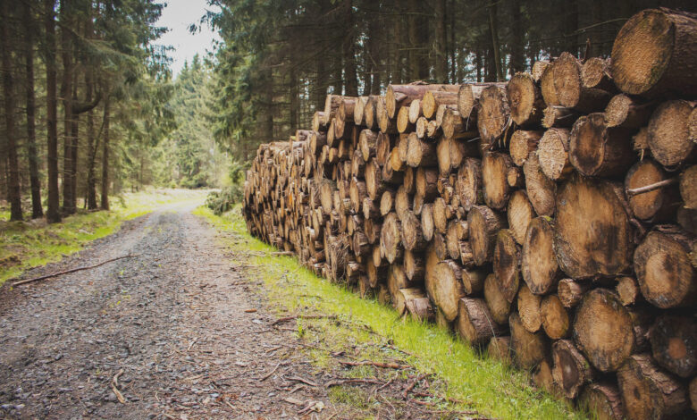 Baumstaemme-Forstunfall-Bericht